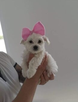 Malteser welpen - Mömlingen