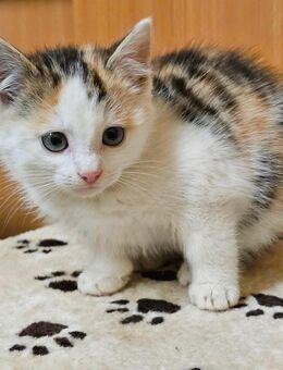 Kätzchen / Glückskätzchen 3 Monate - Iphofen