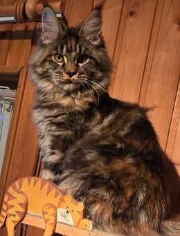 IZauberhaftes Youngstermädel sucht.... - Attendorn (Hansestadt)