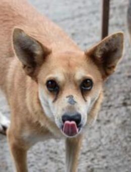Wundervolle Hündin Lea sucht Zuhause - Neuberg
