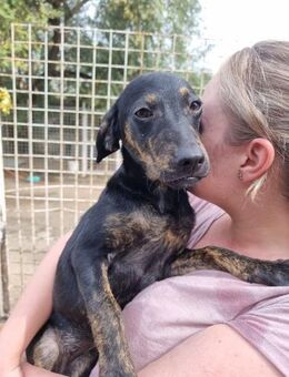 Mathilda - Zuhause mit ❤️ gesucht - Grevenbroich