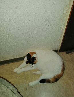 Schnurri sucht wirklich ganz dringend ein neues Zuhause - Dortmund Nordstadt