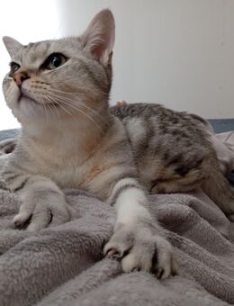 Junger BKH Kater abzugeben - Herford (Hansestadt)