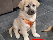 Leonberger-Malamute Mix Welpen - Paderborn