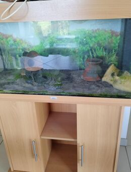 Aquarium abzugeben - Georgenberg