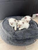 Ragdoll kitten in 40476