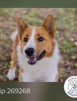 Chip 269268: Sucht ein Zuhause - Kirchzell