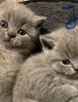 Reinrassige Bkh Kitten in blue - Brakel