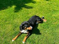Appenzeller sennenhund sucht neues Zuhause - Geisenhausen