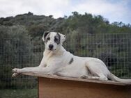 Luna sucht ein Zuhause - Florstadt