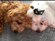 Maltipoo F1 - Römerberg
