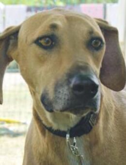 Jazmine, freundlich, verträglich - Westerholt