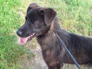 Jana sucht ihren Platz - Neuried (Baden-Württemberg)