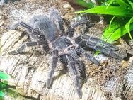 Lasiodora parahybana - Braunschweig