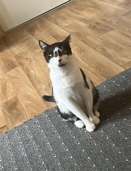 Katzenmama (3 Jahre) sucht liebevolles Zuhause - Idar-Oberstein