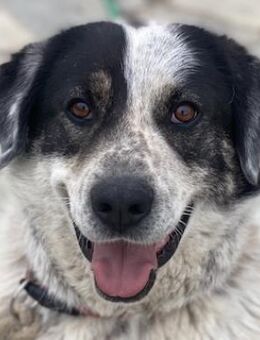 Pavlos, geb. ca. 05/2021, Griechenland - Euskirchen