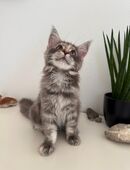 Wunderschönes Maine Coon Mädchen in 74366