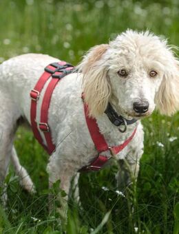 Kefir - Puli-Mix - 1 Jahr - Tierhilfe Franken e.V. - Lauf (Pegnitz) Zentrum