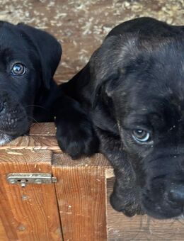 Wunderschöne Cane Corso Welpen suchen ein neues Zuhause! - Ruppichteroth