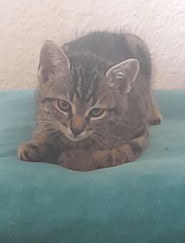 Katerchen sucht liebevolle Zuhause - Waldbrunn (Westerwald)
