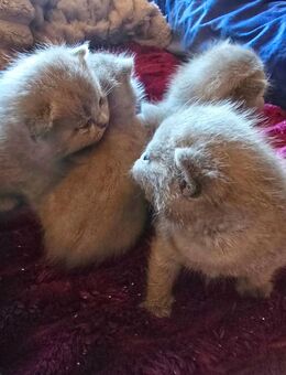 2 BKH Babykater halbadelig - Herne Eickel