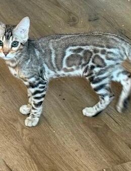 Bengal Kater Silber Reinrassig 5 Monate - Castrop-Rauxel