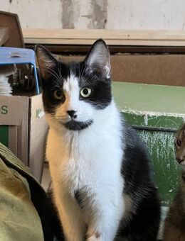 Otis - Tuxedo - Süderbrarup