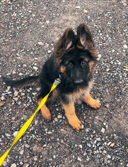 Altdeutscher Schäferhund - Kaulsdorf