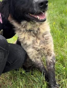 ARIEL - liebevoll, ruhig, lebensfroh - Linden (Hessen)