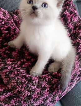 BKH blue Point Kater kitten sucht noch ein Zuhause - Bitterfeld-Wolfen Thalheim