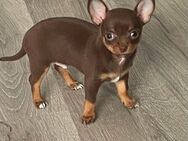 Chihuahua reinrassig (KH) - Soltau