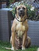 Welpen zu verkaufen in 41812