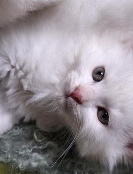 Maine Coon Mixkätzchen - Bedburg-Hau