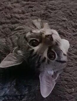 Zauberhafte Maine Coon x BKH Kitten suchen liebevolles Zuhause - Mainz