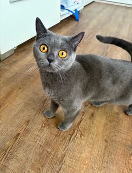 BKH-Katze - Hürth