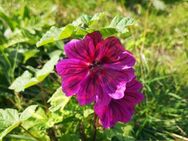 Malven Samen mauretanische Malve Blüten wilde Malve Malvenblüte lila rot violett viele große leuchtende Blüte Malvensamen für Garten wildflower und Balkon Geschenk flower SWR Treffpunkt - Pfedelbach