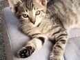 Babykitten suchen ein liebevolles Zuhause ♥️ in 60306