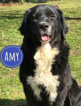 Amy ein richtiger Teddybär - Flörsheim-Dalsheim