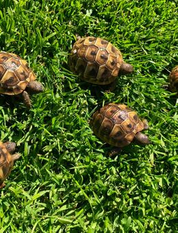 Griechische Landschildkröten THB aus 2024 - Georgsmarienhütte