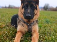 Archie - verschmust und freundlich - Löwenberger Land