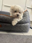 Bichon Hawaneser mini toy Welpen. in 42857