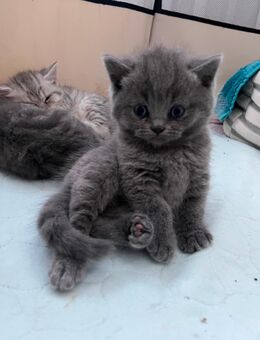 Bkh kitten britisch kurzhaar katzenbabys reinrassig - Lollar