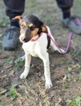 Runa wünscht sich liebe Herzensmenschen - Nordwalde