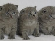 Britisch Kurzhaar Kitten zu verkaufen - Pfarrkirchen