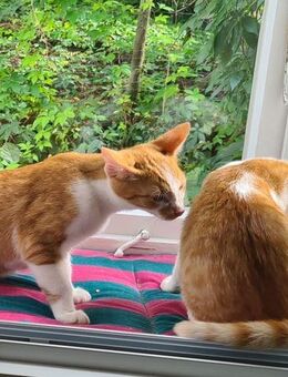 Zwei Britisch-Kurzhaar Kater nur gemeinsam abzugeben - Stuttgart