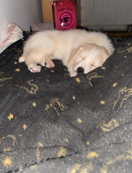 Pyrenäen-Berghund Mischlinge in liebevolle Hände abzugeben - Hohenmölsen