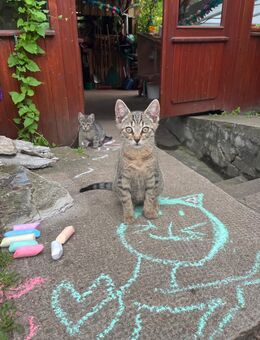 Kater Katze katerchen Kätzchen - Britz