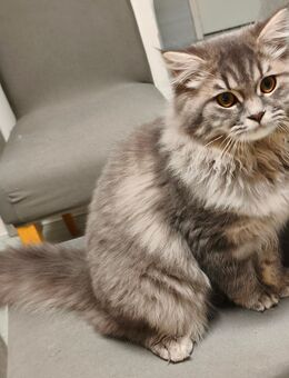 BKH/Blh Junge Abgabefertig - Wuppertal