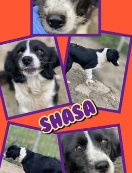 Hündin Shasa wer gibt mir ein Zuhause - Nürnberg