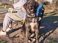 Labrador Mischlingshündin Hope - Duisburg